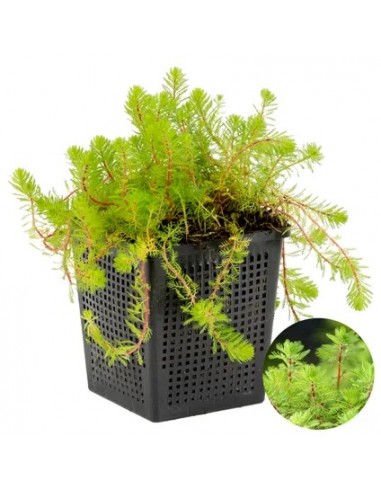myriophyllum red stem  - 1