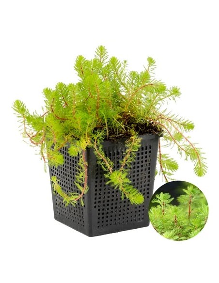 myriophyllum red stem  - 1