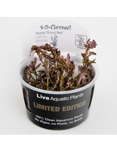 Rotala rotundifolia 'Blood Red' 1-2-Grow! limited edition Tropica - 2