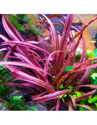 Cryptocoryne spiralis 'Red' en pot  - 2