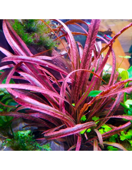 Cryptocoryne spiralis 'Red' en pot  - 2