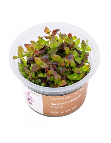 Bacopa salzmannii 'Purple' - Invitro Aqua art - 1