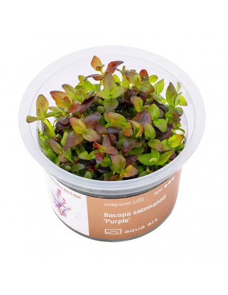 Bacopa salzmannii 'Purple' - Invitro Aqua art - 1