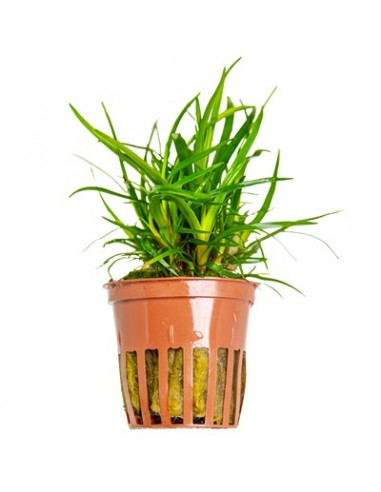 Eriocaulon sp. Vietnam (pot) Tropica - 1