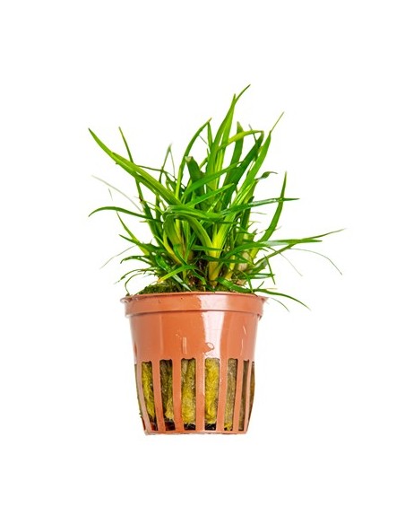 Eriocaulon sp. Vietnam (pot) Tropica - 1