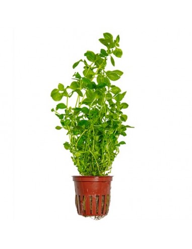 Ludwigia palustris Vert - tropica Tropica - 1