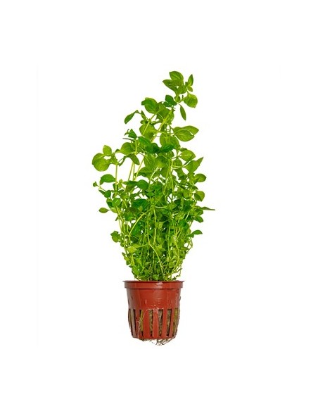 Ludwigia palustris Vert - tropica Tropica - 1