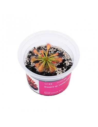 Drosera sp. Lantau island Aqua art - 1