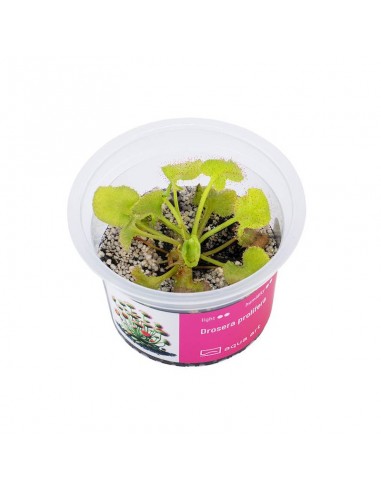 Drosera prolifera Aqua art - 2