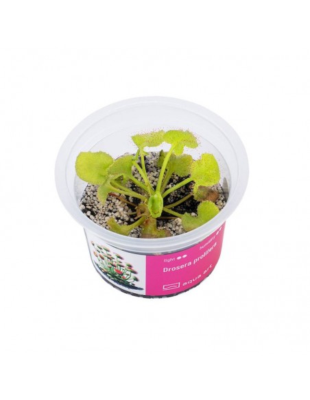 Drosera prolifera Aqua art - 2