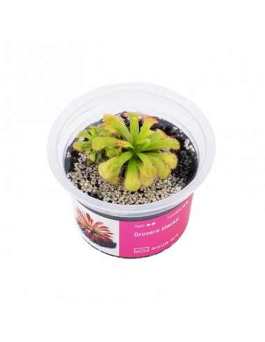 Drosera slackii Aqua art - 2