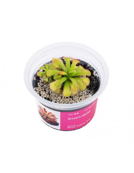 Drosera slackii Aqua art - 2