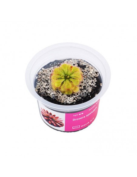 Drosera spatulata Aqua art - 1
