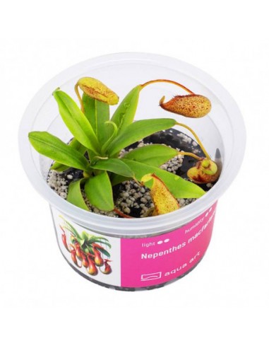 Nepenthes macfarlanei Aqua art - 1
