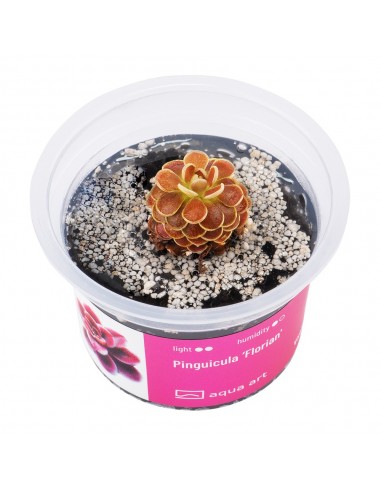 Pinguicula 'Florian' Aqua art - 1