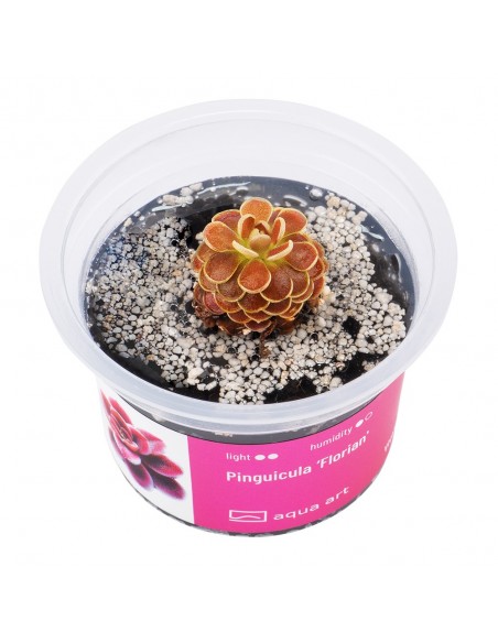 Pinguicula 'Florian' Aqua art - 1