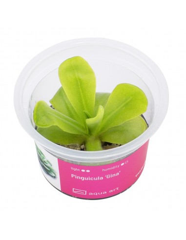 Pinguicula 'Gina' Aqua art - 2