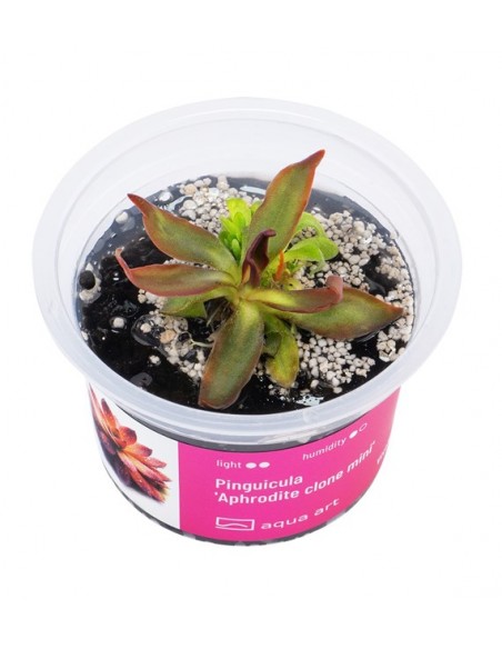 Pinguicula 'Aphrodite clone mini' Aqua art - 1