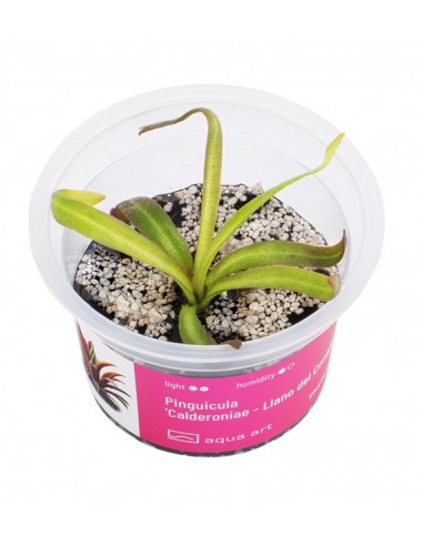Pinguicula 'Calderoniae - Llano del Conejo' Aqua art - 1