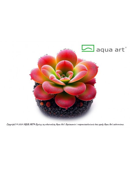 Pinguicula 'Cherry Blossom' Aqua art - 1