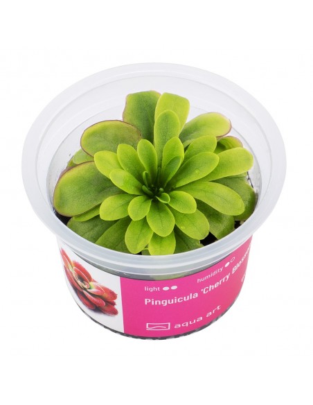 Pinguicula 'Cherry Blossom' Aqua art - 2