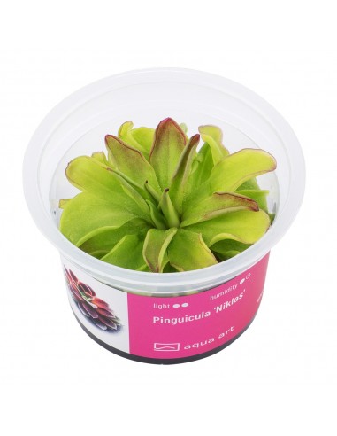 Pinguicula 'Niklas' Aqua art - 2