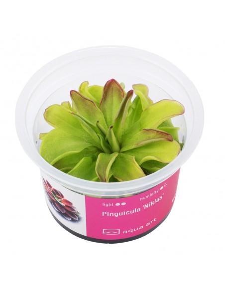 Pinguicula 'Niklas' Aqua art - 2