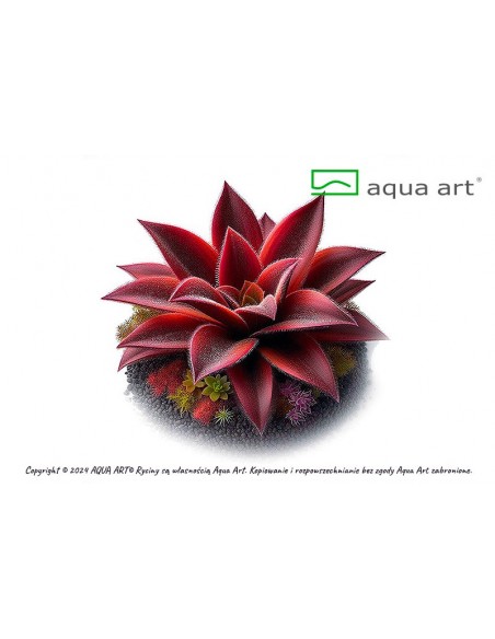 Pinguicula 'Red Starfish' Aqua art - 1
