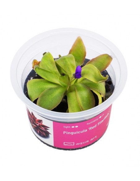 Pinguicula 'Red Starfish' Aqua art - 2
