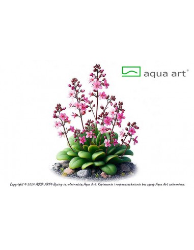 Stylidium idiots Aqua art - 1