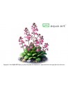 Stylidium idiots Aqua art - 1