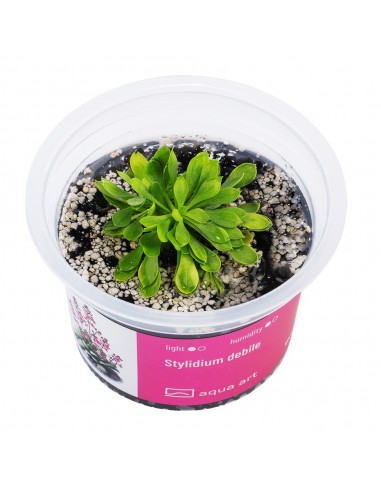 Stylidium idiots Aqua art - 2