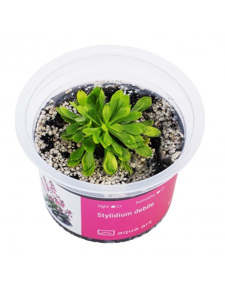 Stylidium idiots Aqua art - 2