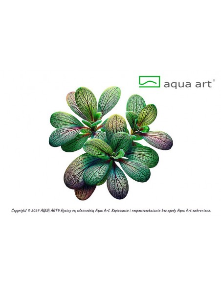 Utricularia calycifida Aqua art - 1
