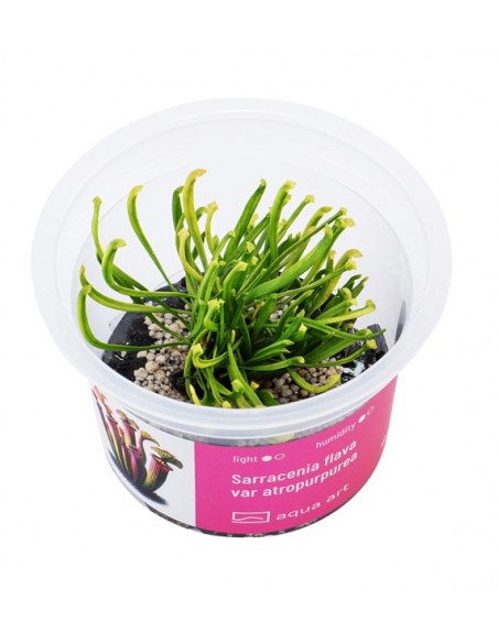 Sarracenia flava var atropurpurea Aqua art - 1