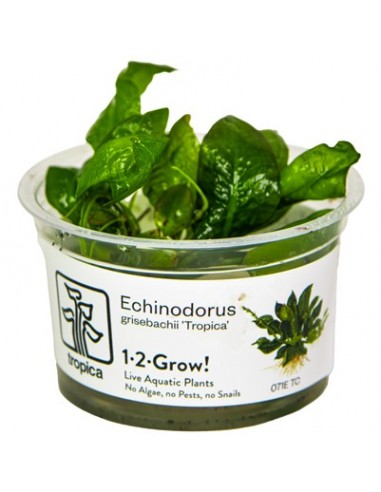 Echinodorus grisebachii 'Tropica' in vitro Tropica - 2