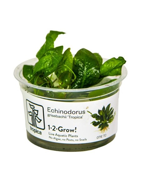 Echinodorus grisebachii 'Tropica' in vitro Tropica - 2