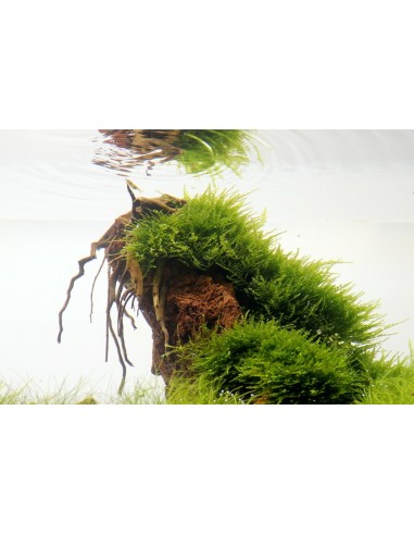 Taxiphyllum alternans ´Taiwan´ Portion Dennerle plants - 1