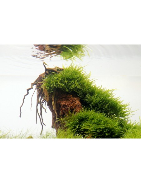 Taxiphyllum alternans ´Taiwan´ Portion Dennerle plants - 1