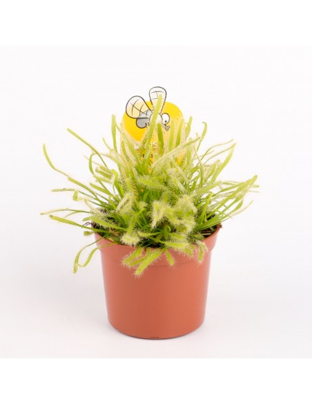 Drosera capensis 'alba'  - 1