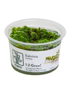 Salvinia auriculata - In Vitro Cup Tropica Tropica - 2