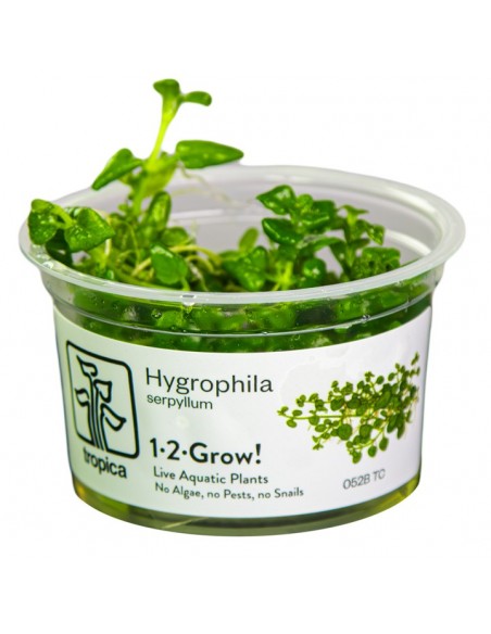 Hygrophila serpyllum 1-2-Grow! - In vitro  - 1