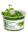 Hygrophila serpyllum 1-2-Grow! - In vitro  - 1
