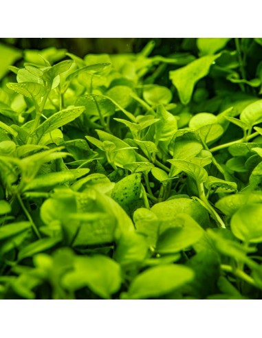 Hygrophila serpyllum 1-2-Grow! - In vitro  - 2