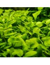 Hygrophila serpyllum 1-2-Grow! - In vitro  - 2
