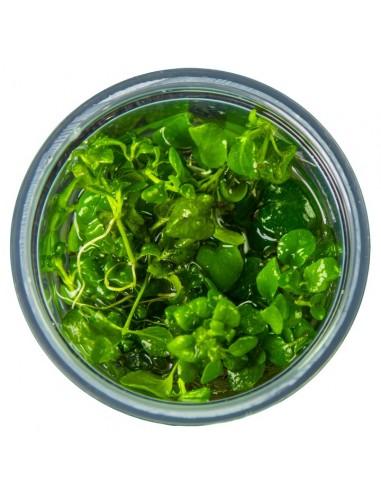 Hygrophila serpyllum 1-2-Grow! - In vitro  - 3