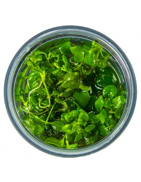 Hygrophila serpyllum 1-2-Grow! - In vitro Tropica  - 3