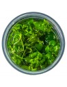 Hygrophila serpyllum 1-2-Grow! - In vitro Tropica  - 3