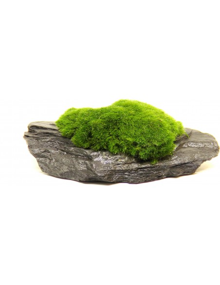 Aegagropila Slate Rock,  10 x 8 x 5 cm Dennerle Plants Dennerle plants - 1