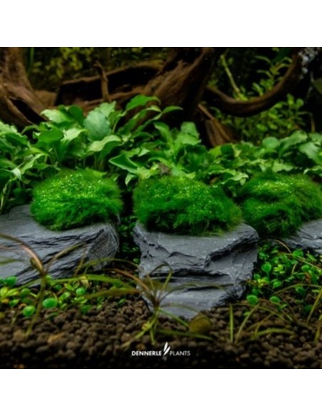 Aegagropila Slate Rock,  10 x 8 x 5 cm Dennerle Plants Dennerle plants - 2
